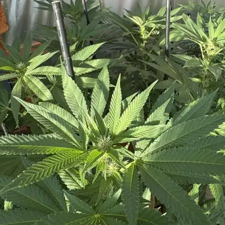 Lemon Orange (GHSC) - Summer 2025