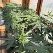 Purple Romulan - Summer 2026