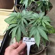 Blue Dynamite - Summer 2026