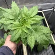 GrapeGod - Summer 2026