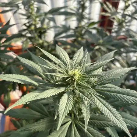 Purple Romulan (Next Generation Seeds) - Summer 2025