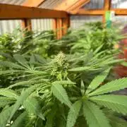 Purple Romulan - Summer 2026