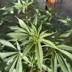 Blue Dynamite (Next Generation Seeds) - Summer 2025
