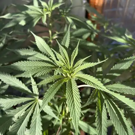 Blue Dynamite (Next Generation Seeds) - Summer 2025