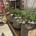Blue Dynamite (Next Generation Seeds) - Summer 2025
