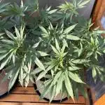 Blue Dynamite (Next Generation Seeds) - Summer 2025