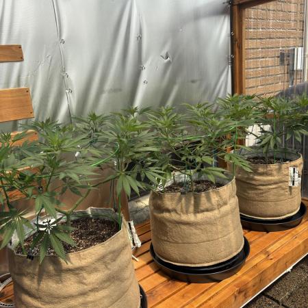 Lemon Orange (GHSC) - Summer 2025