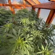 Purple Romulan - Summer 2026