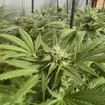 Lemon Orange (GHSC) - Summer 2025
