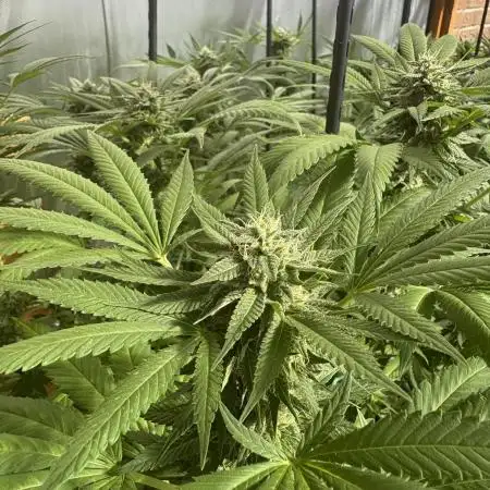 Lemon Orange (GHSC) - Summer 2025