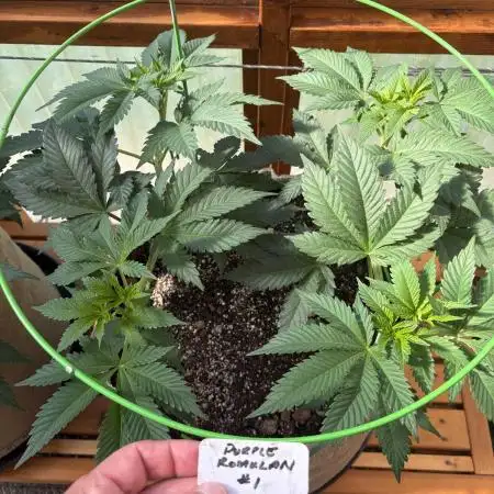Purple Romulan - Summer 2026