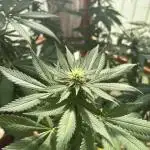 Purple Romulan (Next Generation Seeds) - Summer 2025