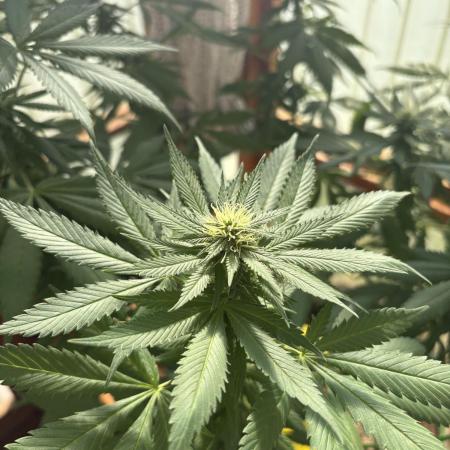 Purple Romulan (Next Generation Seeds) - Summer 2025