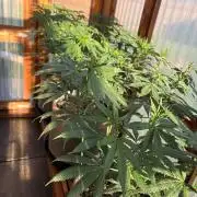 Purple Romulan - Summer 2026