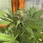 Purple Romulan (Next Generation Seeds) - Summer 2025