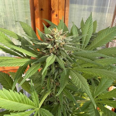 Purple Romulan (Next Generation Seeds) - Summer 2025