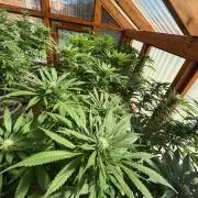 Purple Romulan - Summer 2026