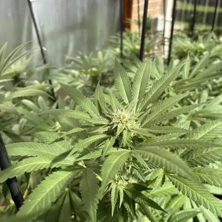 Lemon Orange (GHSC) - Summer 2025
