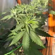 Blue Dynamite - Summer 2026