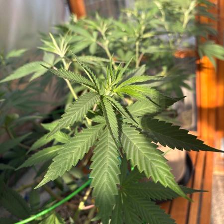 Blue Dynamite - Summer 2026