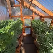 Purple Romulan - Summer 2026