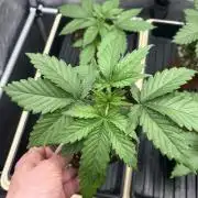 Blue Dynamite - Summer 2026