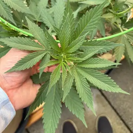 Purple Romulan (Next Generation Seeds) - Summer 2025