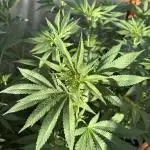 Lemon Orange (GHSC) - Summer 2025