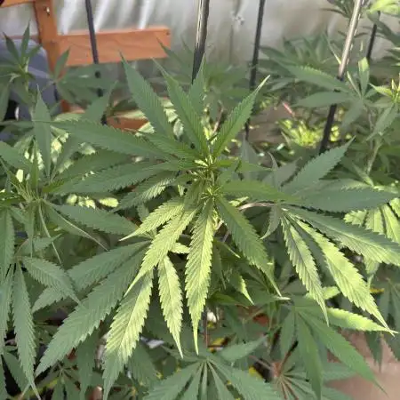 Blue Dynamite (Next Generation Seeds) - Summer 2025