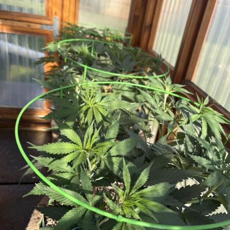 Purple Romulan - Summer 2026