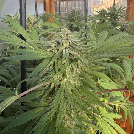 Blue Dynamite (Next Generation Seeds) - Summer 2025