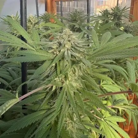 Blue Dynamite (Next Generation Seeds) - Summer 2025