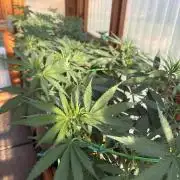 Blue Dynamite - Summer 2026