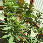 Purple Romulan - Summer 2026