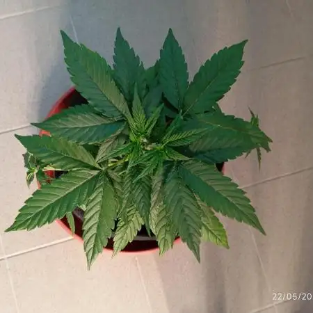 Amnesia seedling indoor