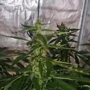 One plant one tent - Gorilla Z FB42