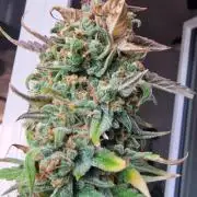 🍌🍋FB42🍒🍪 - Indoor grow 3