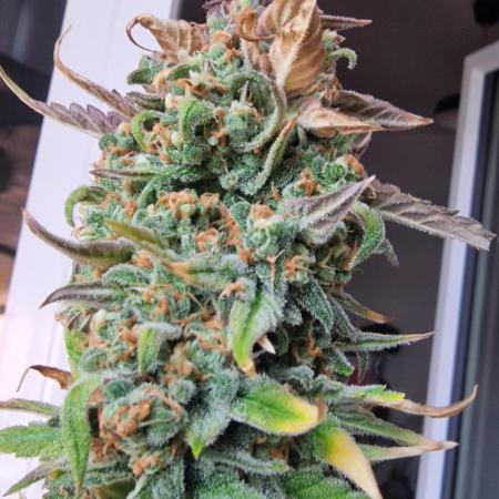 🍌🍋FB42🍒🍪 - Indoor grow 3
