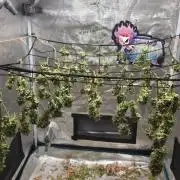 Lady Cheese 🧀 🌱 FB42 - Original Cheese