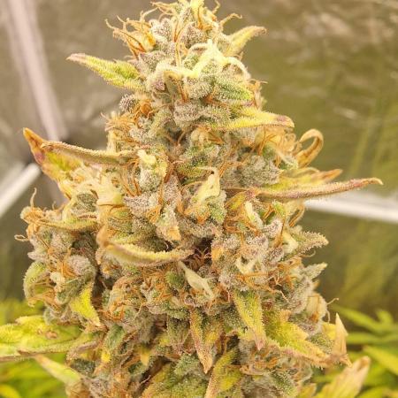 FB42 - Indoor grow 4