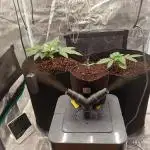 FB42 - Indoor grow 4