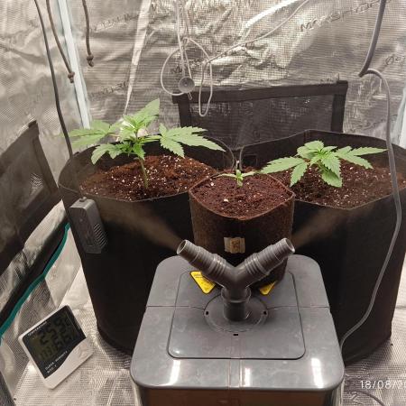 FB42 - Indoor grow 4