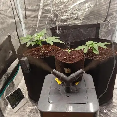 FB42 - Indoor grow 4