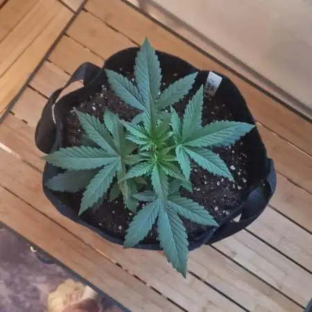 FB42 - indoor grow 4