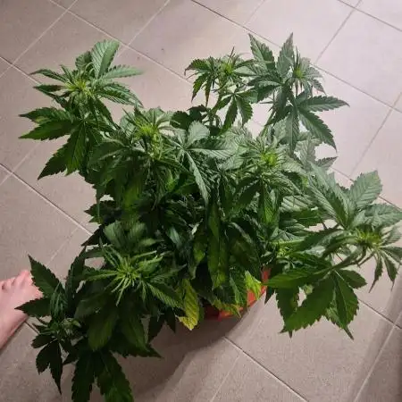 Amnesia seedling indoor
