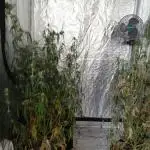 🍍FB42🍍- indoor grow 4
