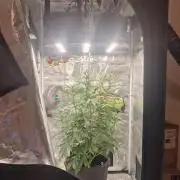 One plant one tent - Gorilla Z FB42