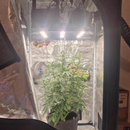 One plant one tent - Gorilla Z FB42