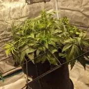 Lady Cheese 🧀 🌱 FB42 - Original Cheese
