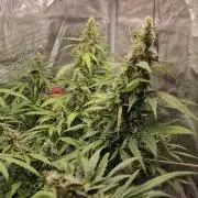 One plant one tent - Gorilla Z FB42